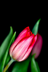 Closeup of red Rainbow Tulip in a bouquet isolated against a black background