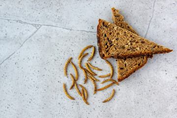 Worms for cooking. Mealworms on a stone background.