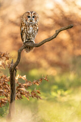 Beautiful Tawny Owl Perched on a Tree Branch in Autumn Light