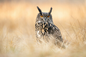 Majestic Eagle Owl in a Gold-Toned Grassy Environment