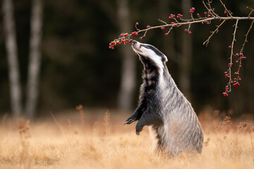 European Badger Stretches Towards Branch With Red Berries in Natural Habitat. Meles meles