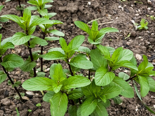 Lemon balm, common balm or balm mint Melissa officinalis on garden. Fresh green shoots of lemon...