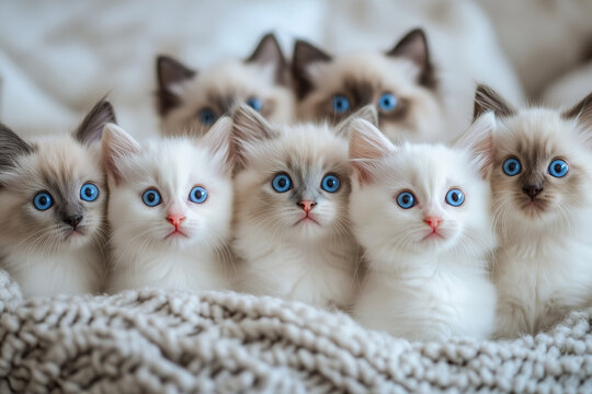 Lively ragdoll kittens gather together and gaze at the camera