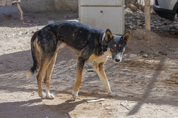 Dirty Stray Dog Standing Near Wall Abandoned Animal in Poor Condition