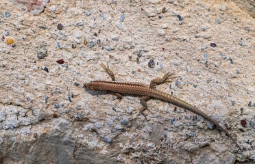 Stone texture. Rock surface with lizards on it