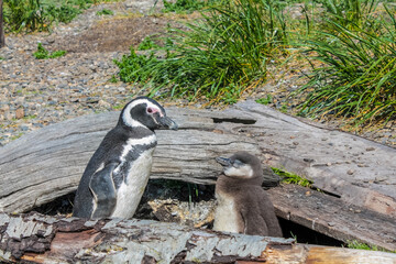 Magellanic penguin colony on the island Isla Martillo in the Beagle channel. Penguins living on the...