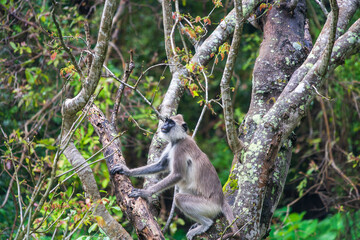 The purple-faced langur (Semnopithecus vetulus), an Old World monkey endemic to Sri Lanka, perched in a tree near Polonnaruwa.