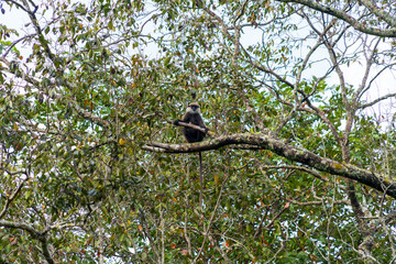 The purple-faced langur (Semnopithecus vetulus), an Old World monkey endemic to Sri Lanka, perched in a tree near Polonnaruwa.