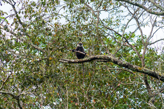 The purple-faced langur (Semnopithecus vetulus), an Old World monkey endemic to Sri Lanka, perched in a tree near Polonnaruwa.