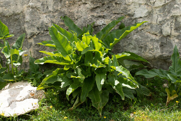 The Italian Arum (Arum italicum), gracing Mediterranean coasts, finds its perfect spot beside rocks or stones, thriving naturally and adding a touch of elegance to the terrain.