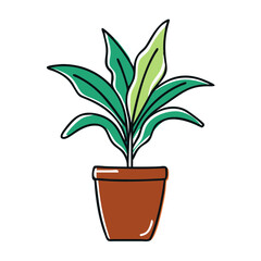 Dracaena plant thriving in a brown pot on a white background  