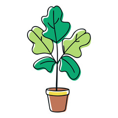 Fototapeta premium Potted fiddle leaf fig plant in a decorative pot 