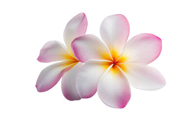 Naklejka premium Delicate plumeria flowers with soft petals floral photography minimalist style