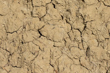 Beneath a Mediterranean forest, clay-rich soil forms a vital foundation, supporting lush vegetation while showcasing unique textures and characteristics of the natural ecosystem.