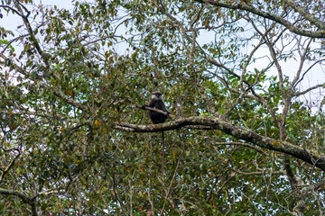 The purple-faced langur (Semnopithecus vetulus), an Old World monkey endemic to Sri Lanka, perched in a tree near Polonnaruwa.