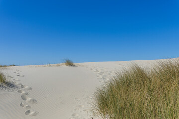 Sand dunes on the North Sea coast in the Netherlands with blue sky