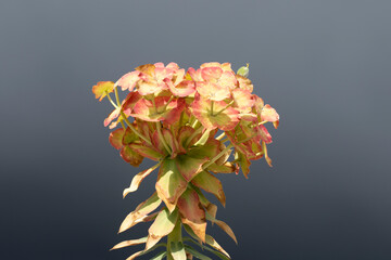 Though there may not be poems or songs for them, the Upright Myrtle Spurge (Euphorbia rigida) is...