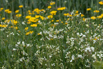 White-flowered wild radishes greet spring hand in hand with yellow daisies, their delicate blooms creating a harmonious and cheerful welcome to the season's renewal.