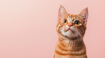 Ginger Cat Portrait Against Pink Background