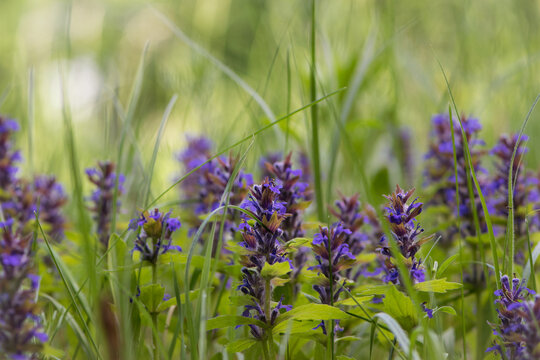 blue wildflowers in green grass. lush flower bed with sage blue and purple flower color combined with ornamental grasses lush green color perennial flower bed. spring flower background, close-up