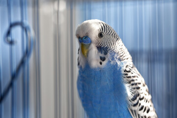 Budgie. Parrot. blue budgerigar sits in a cage. Domestic bird. Budgerigar in a birdcage. blue color of feathers, focus, close-up. small domestic bird. beak of a parrot.
