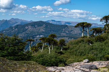 Landscape from Punta Negra waterfall, Lonquimay Chile