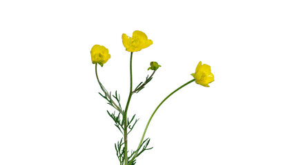 Ranunculus bulbosus, or Bulbous Buttercup, radiates with its vibrant yellow petals, elegantly...