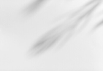 Obraz premium Empty white room studio with leaves shadow overlay effect for product presentation display. Cosmetic beauty fashion showroom. Morning sunlight through the window. Minimal Mock up interior background.