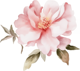 Watercolor pink peony flower with green leaves isolated on white background for romantic wedding and floral design projects