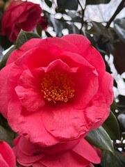 Close-up of a red camellia flower with visible petals and yellow stamens. Suitable for botanical content, floral prints, packaging, and gardening visuals.