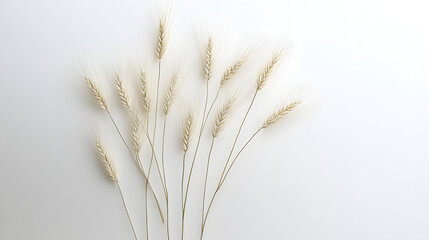 Fototapeta premium A group of barley ears, slender and finely detailed, placed gently on a clean, white background.
