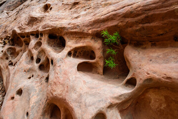 Eroded by water and wind cliffs in the canyon, Little Wild Horse Canyon, San Rafael Swell, Utah