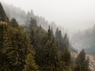 Aerial top view of summer green trees in forest with mountains in Slovakia. Drone