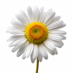 Fototapeta premium Oxeye Daisy on white background