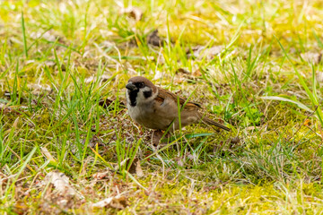 Sparrow in the Green Grass