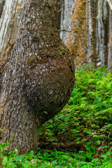 Burls, growths and epiphytes on conifer trunks in a damp forest in Olympic National Park