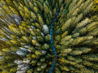 Aerial top view of summer green trees in forest with mountain river in Slovakia. Drone