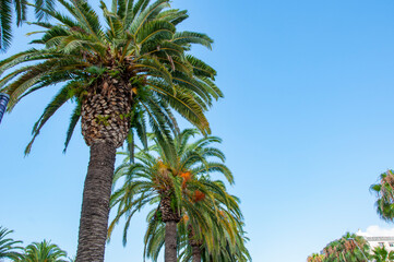 Palm tree of California. Tropical beach in Miami. Tropical outdoor scene with palm tree. Tropical summer vacation. Exotic nature of Spain. Palm tree. Summer vacation in Miami south beach. Copy space