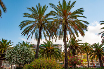 Tropical summer vacation. Exotic nature of Spain. Palm tree. Summer vacation in Miami south beach. Palm tree of California. Tropical beach in Miami. Tropical outdoor scene with palm tree
