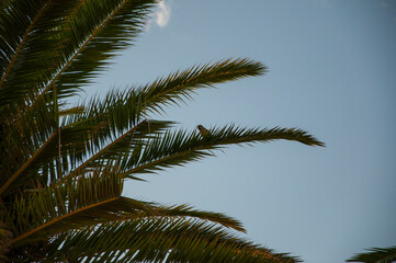 Fototapeta premium Tropical beach in Miami. Tropical outdoor scene with palm tree. Tropical summer vacation. Exotic nature Spain. Green parrot. Palm tree. Summer vacation in Miami south beach. Palm tree of California