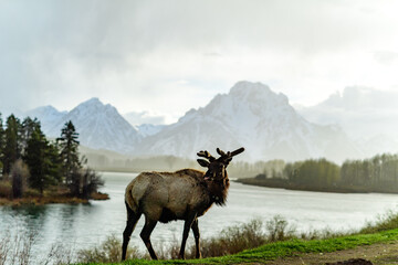 An elk with large antlers grazes on the side of the road near the river, Montana.