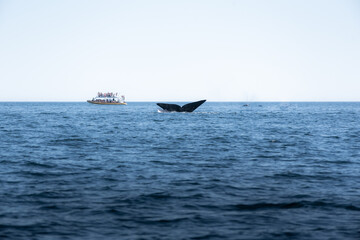 Obraz premium Ballena Franca Austral en la Península de Valdés, Patagonia Argentina en las cercanías del poblado Puerto Pirámides.