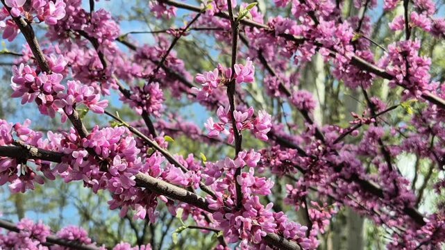 Blossomed tree branch