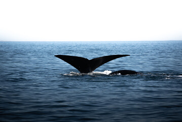 Fototapeta premium Ballena Franca Austral en la Península de Valdés, Patagonia Argentina en las cercanías del poblado Puerto Pirámides.