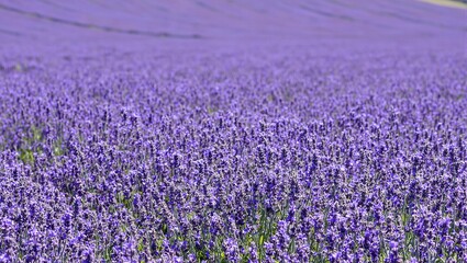 Obraz premium An enchanting panorama of blooming lavender fields a sea of vibrant purple blossoms extending into the horizon