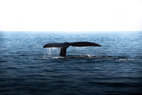 Ballena Franca Austral en la Pen&iacute;nsula de Vald&eacute;s, Patagonia Argentina en las cercan&iacute;as del poblado Puerto Pir&aacute;mides.