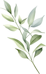 Fototapeta premium Delicate watercolor eucalyptus sprigs with multiple branches, botanical foliage illustration in muted green tones for elegant design projects