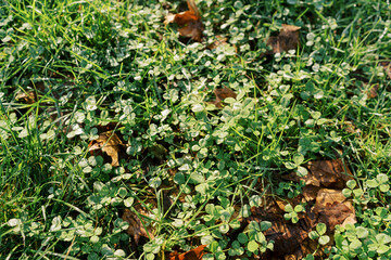 Green clover grows over fallen brown autumn leaves