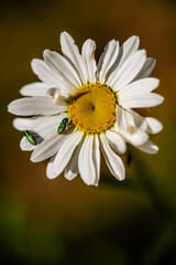 Obraz premium leucanthemum vulgare, commonly known as the ox-eye daisy, oxeye daisy, dog daisy