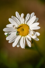 Fototapeta premium leucanthemum vulgare, commonly known as the ox-eye daisy, oxeye daisy, dog daisy